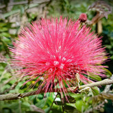 Calliandra Surinamensis Dixie Pink - Arbre aux houpettes