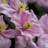 Clematis Montana "Broughton Star"
