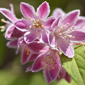Deutzia tourbillon rouge