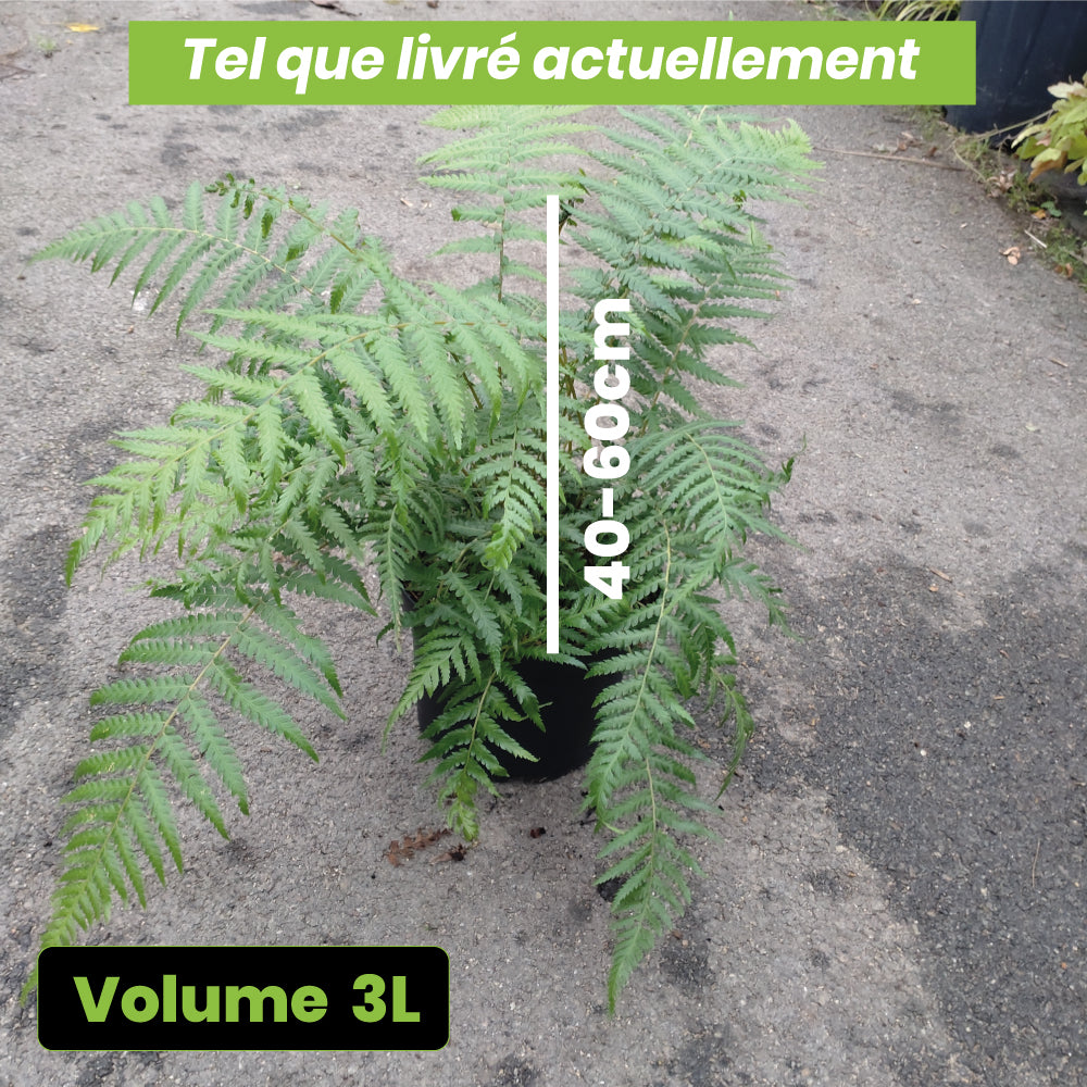 Dicksonia Anthartica - Volume 3L / 40-60cm