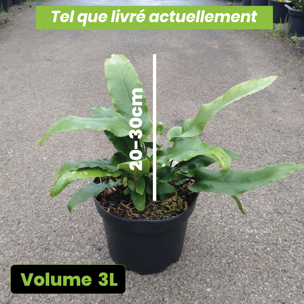 Fougère Asplenium Scolopendrifolium - Volume 3L / 20-30cm
