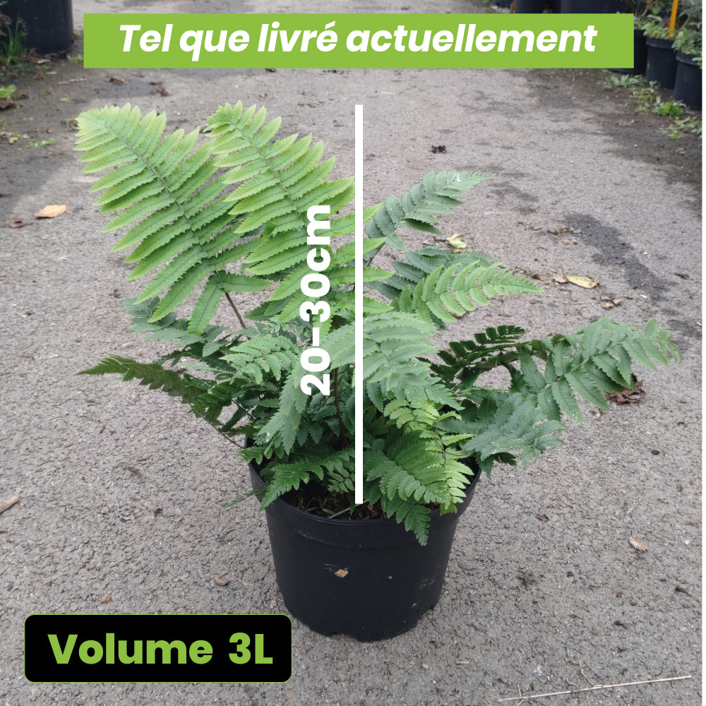 Fougère Dryopteris Atrata - Volume 3L / 20-50cm
