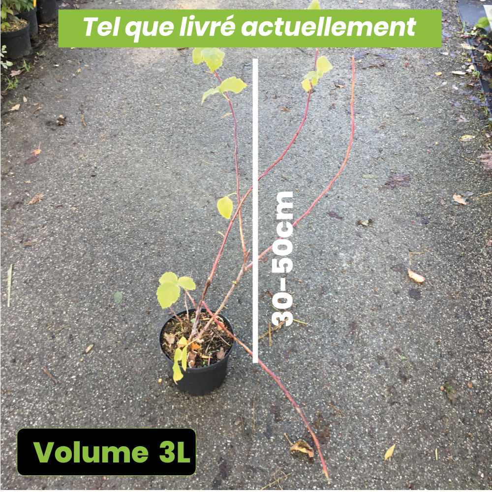 Rubus Idaeus Glen Coe - Framboisier non remontant - Volume 3L / 30-50cm
