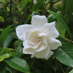 Gardenia Jasminoides Double Mint