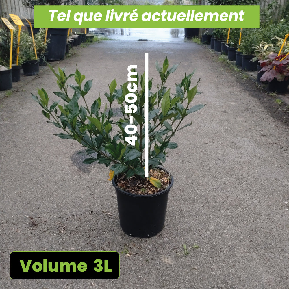 Gardenia Jasminoides Double Mint - Volume 3L / 30-40cm
