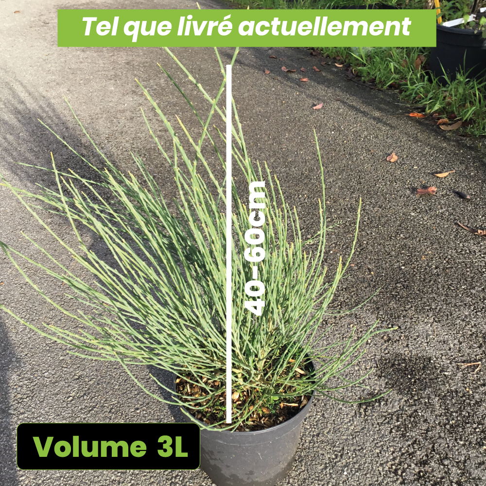 Cytisus Praecox Allgold - Genêt précoce - Volume 3L / 40-60cm