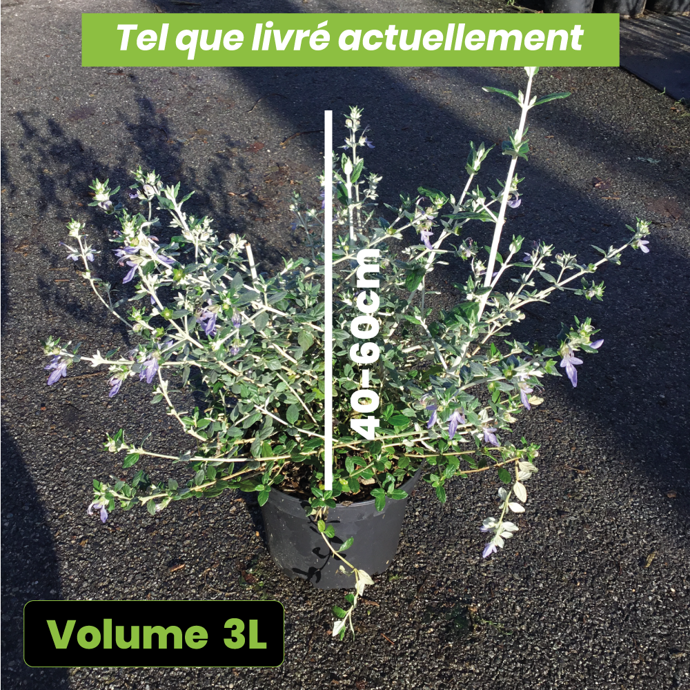 Teucrium Fruticans - Germandrée arbustive - Volume 3L / 40-60cm