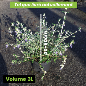 Teucrium Fruticans - Germandrée arbustive
