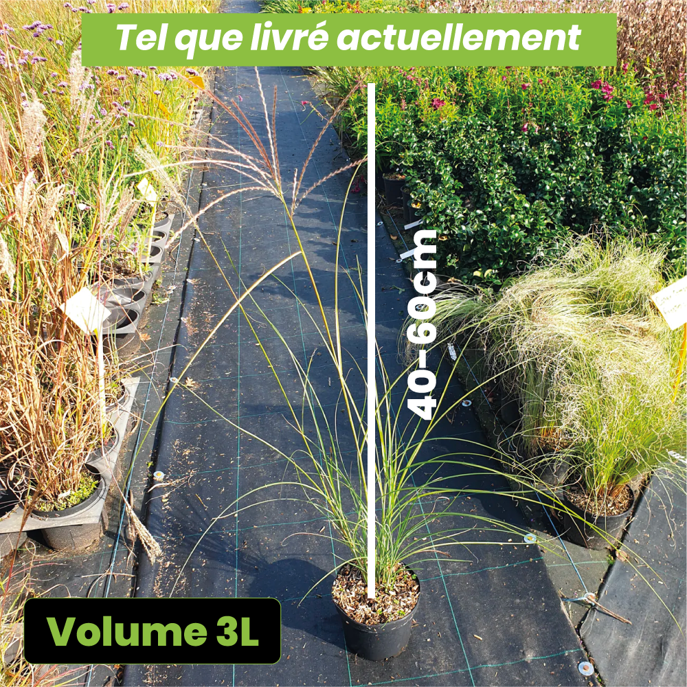 Miscanthus sinensis Graziella - Volume 3L / 40-60cm