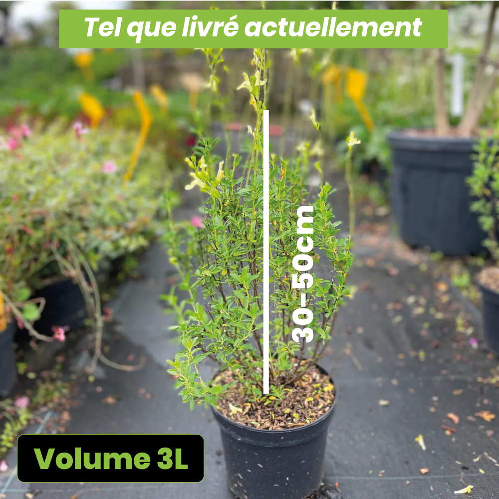 Salvia greggii suncrest lemon light - Volume 3L / 30-50cm