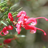 Grevillea x Rosa Jenkinsii