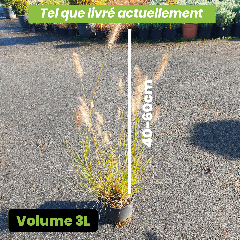 Pennisetum alopecuroïdes Hameln - Volume 3L / 40-60cm