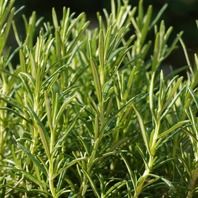 Rosmarinus officinalis - Romarin