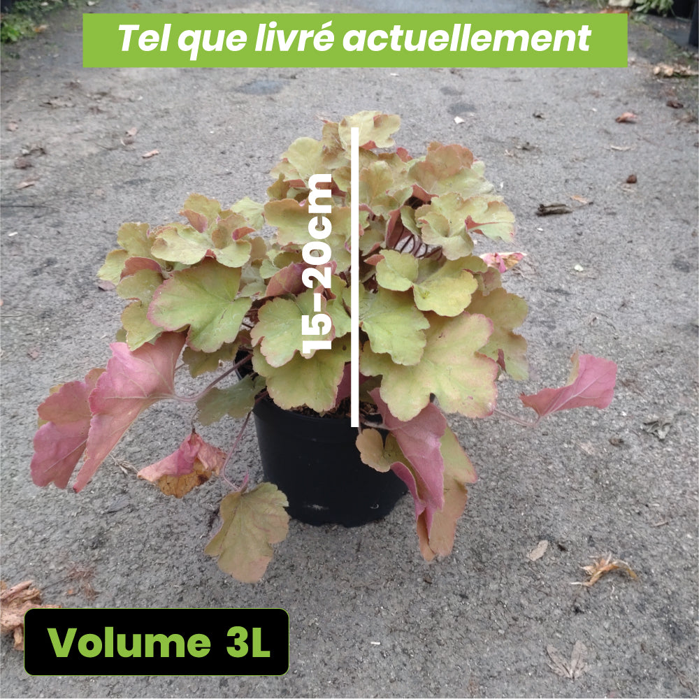 Heuchera Caramel - Volume 3L / 15-20cm