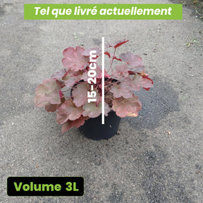 Heuchera Cherry Cola