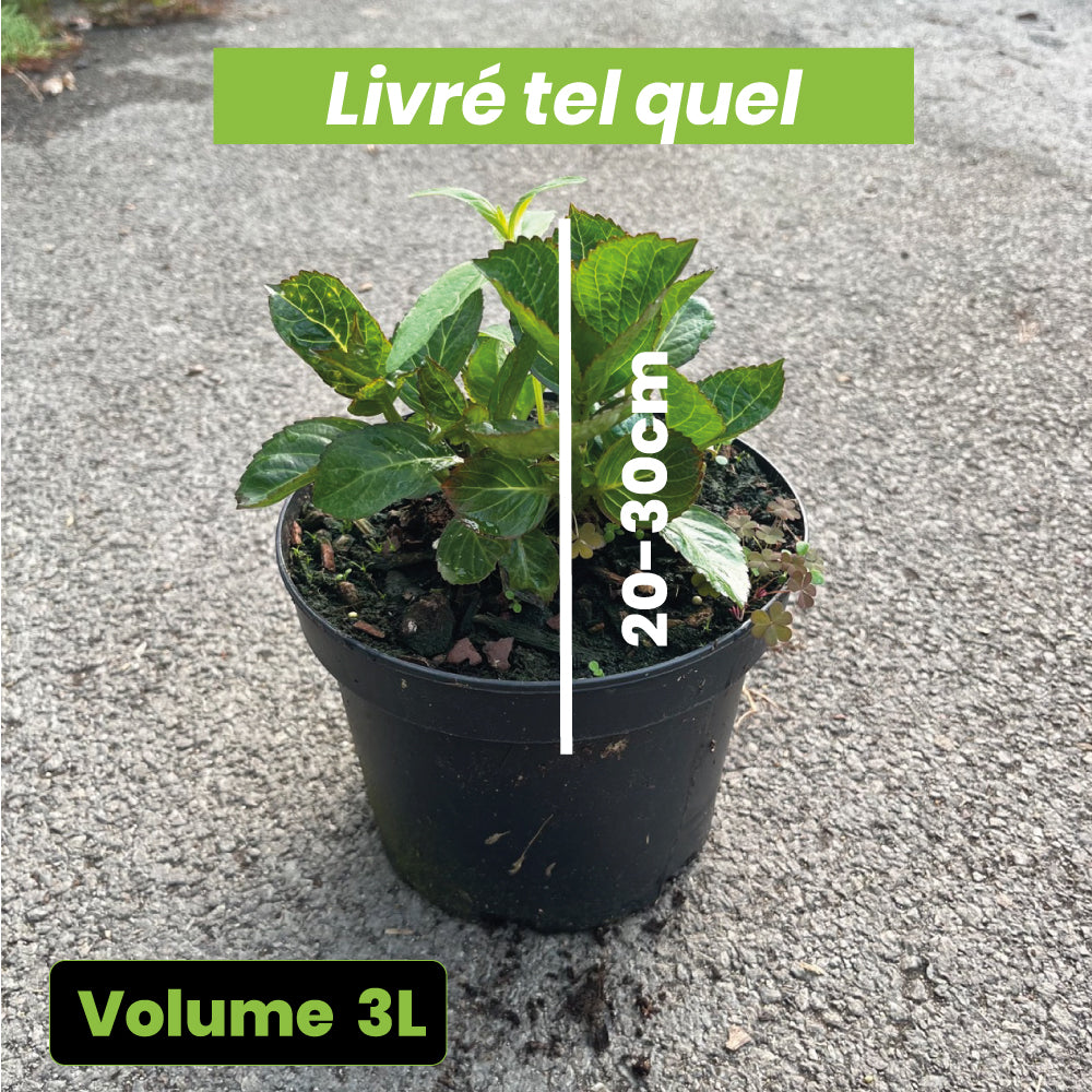 Hydrangea macrophylla "Sanguinea" - Merveille Sanguine - Volume 3L / 20-30cm