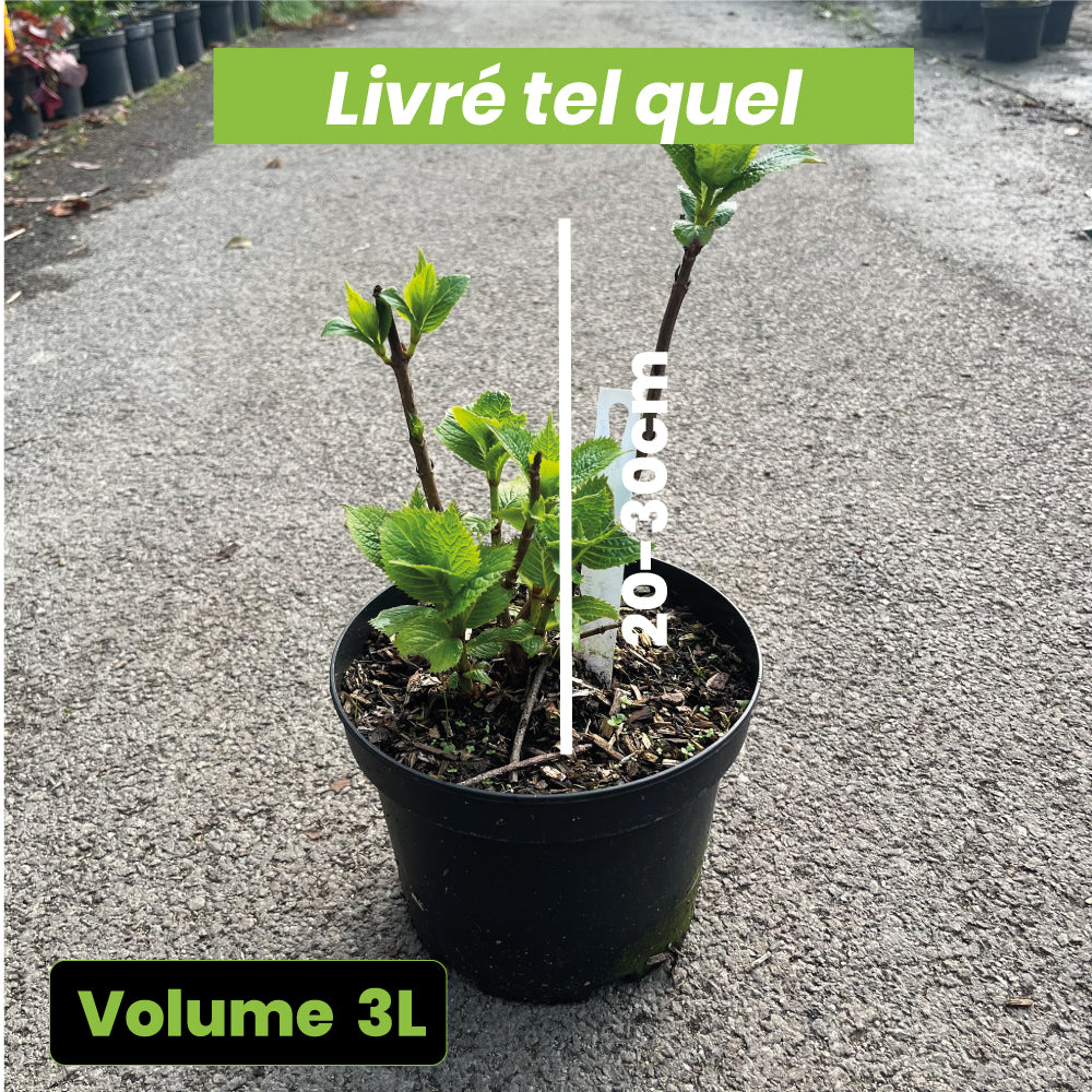 Hydrangea serrata "Yezoensis" - Volume 3L / 20-30cm