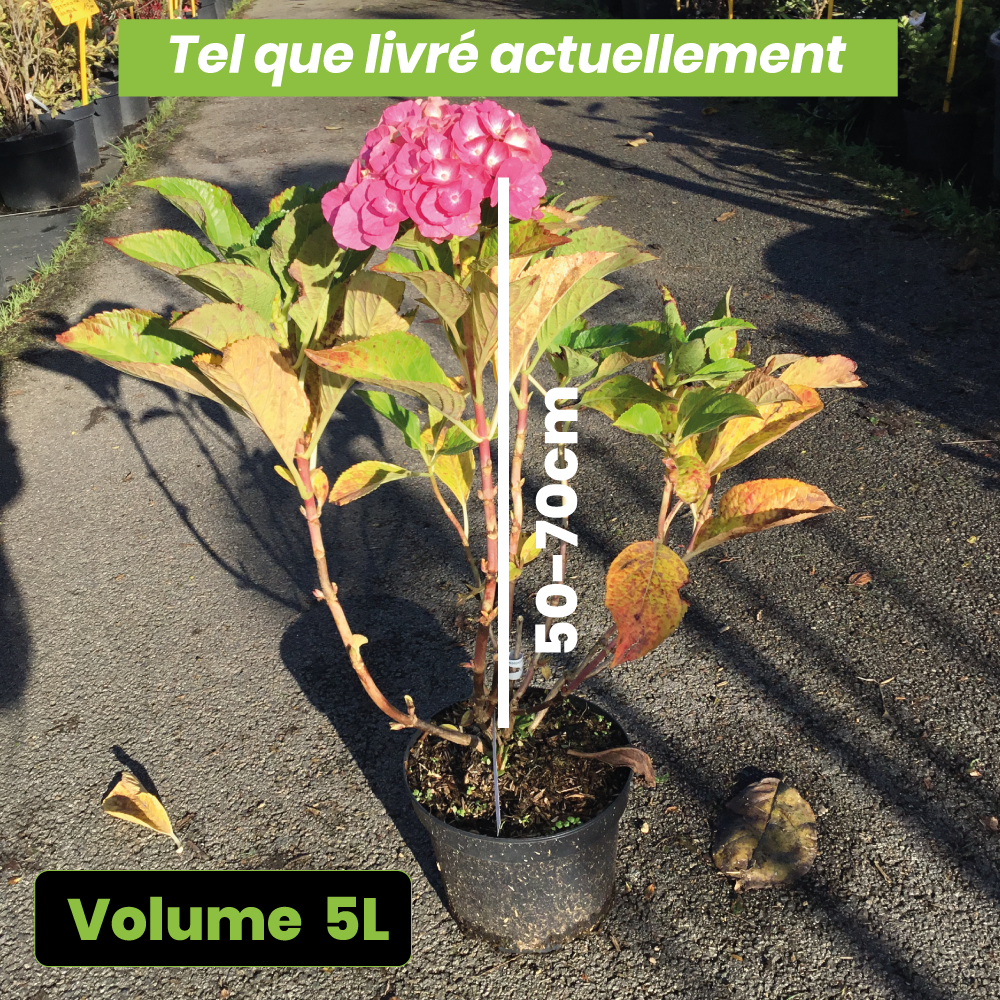 Hydrangea macrophylla Belle de Séduction - Hortensia - Volume 3L / 30-40cm