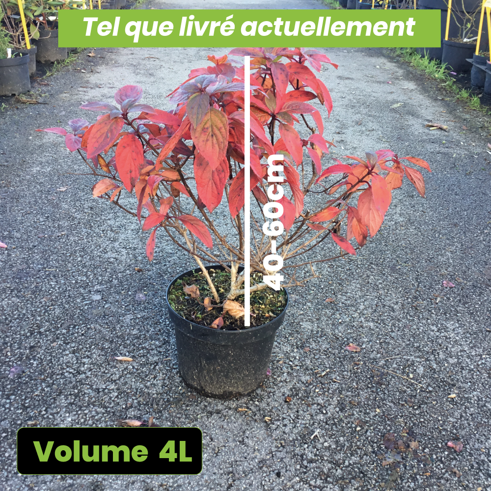 Hydrangea Paniculata Diamant Rouge - Hortensia paniculé - Volume 4L / 40-60cm