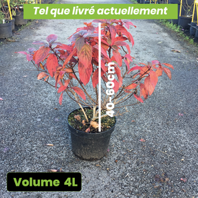 Hydrangea Paniculata Diamant Rouge - Hortensia paniculé