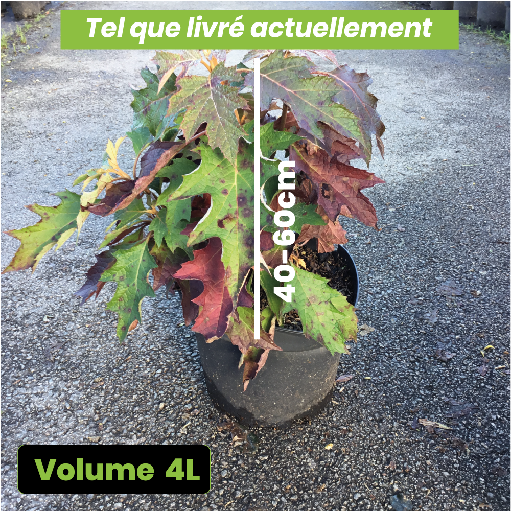 Hydrangea Quercifolia Ice Crystal - Hortensia à feuilles de chêne - Volume 4L / 40-60cm