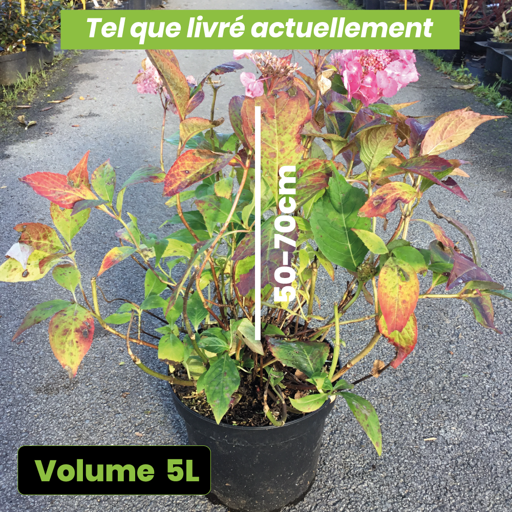 Hydrangea Serrata Cap Sizun - Volume 5L / 50-70cm