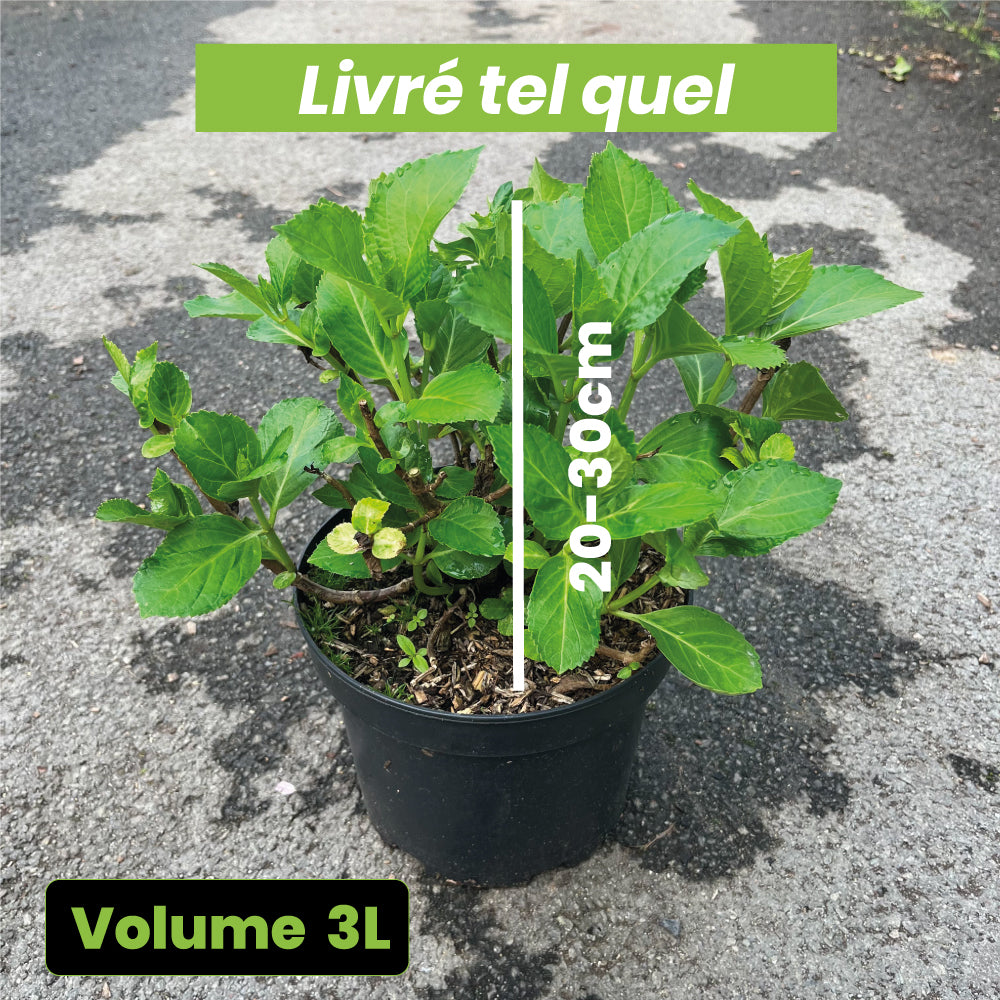 Hydrangea macrophylla "Mme Mouillère" - Volume 3L / 20-30cm