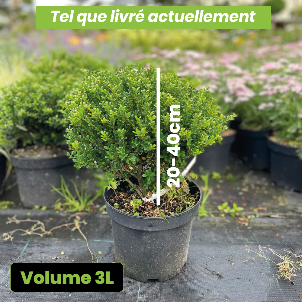 Ilex crenata glorie dwarf - Volume 3L / 20-40cm