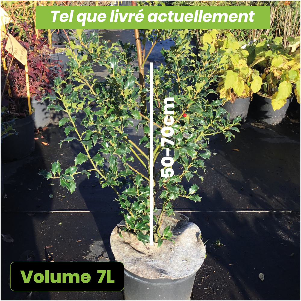 Ilex Aquifolium Alaska - Houx commun - Volume 7L / 50-70cm
