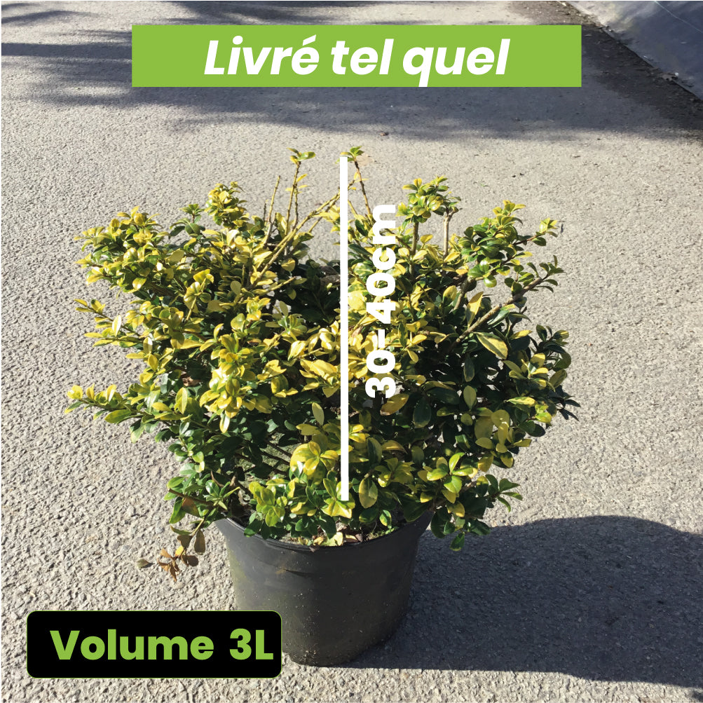 Ilex Crenata Golden Gem - Houx crénelé - Volume 3L / 30-40cm