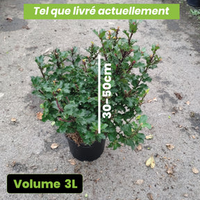 Ilex Meserveae Mondo