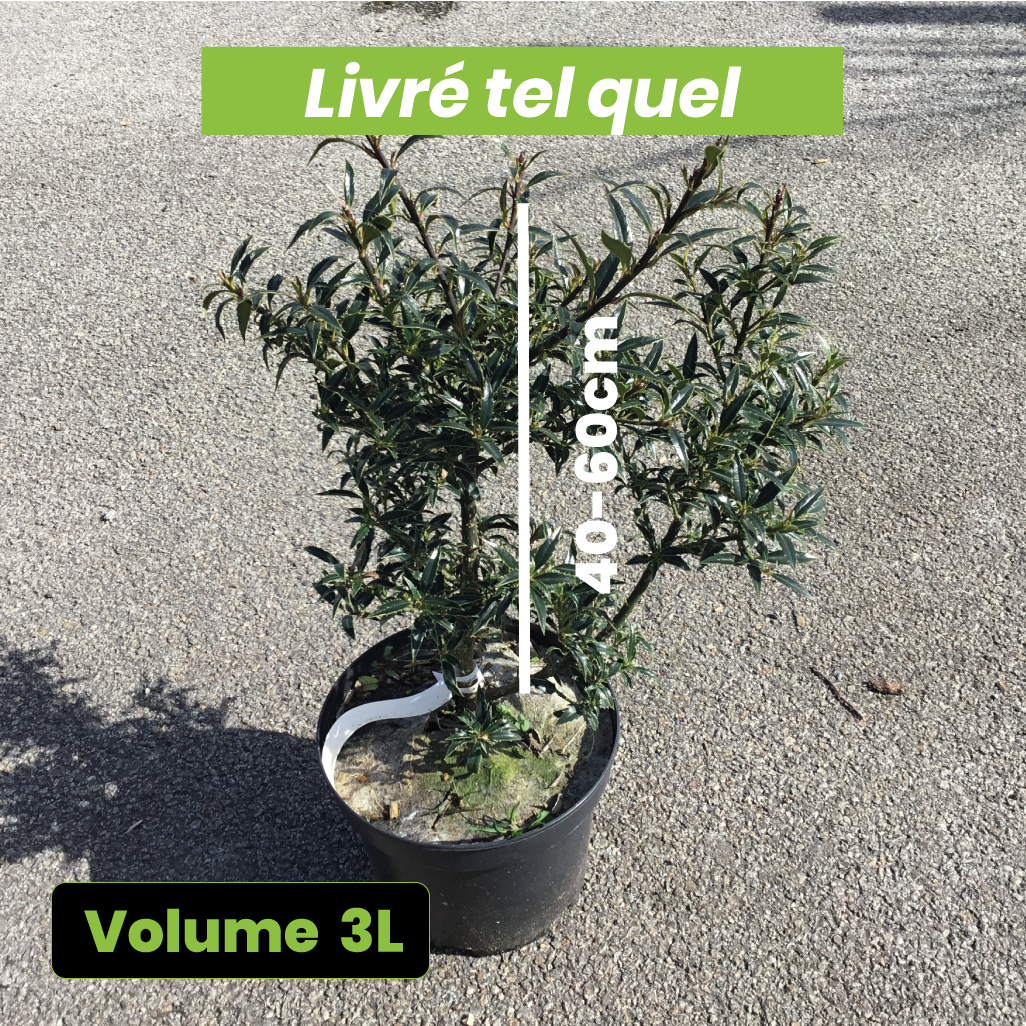 Ilex Aquifolium Myrtifolia - Houx à feuilles de Myrte - Volume 3L / 40-60cm