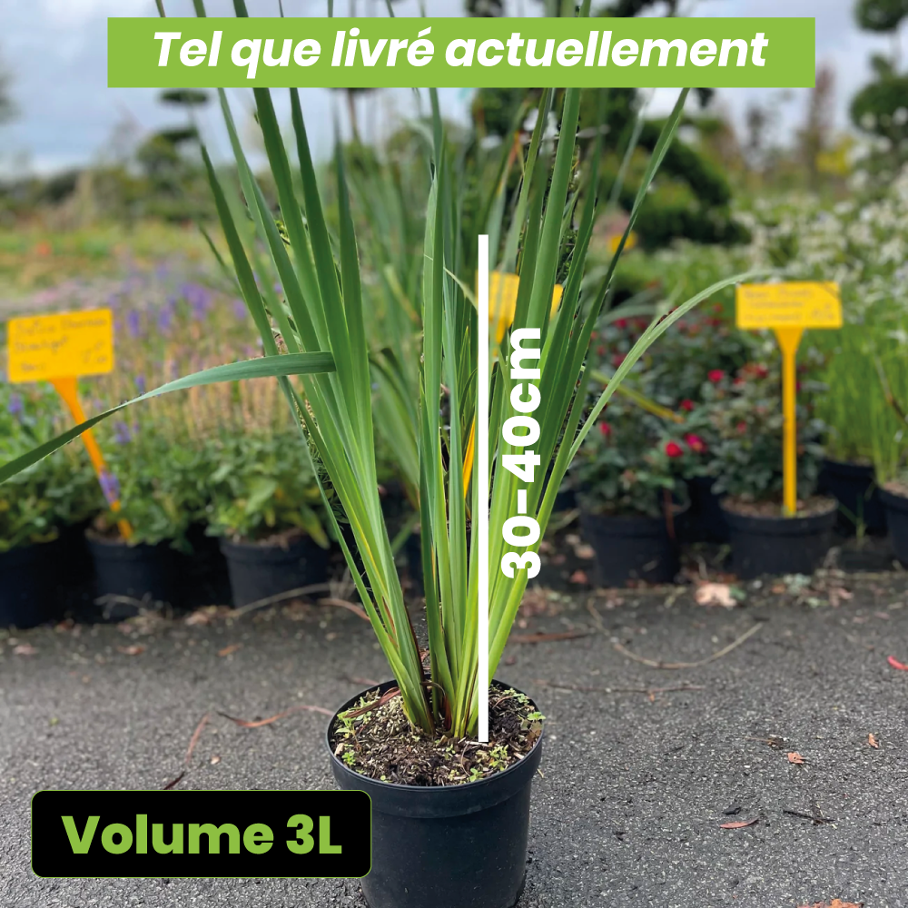 Iris sibirica tropical night - Volume 3L / 30-40cm