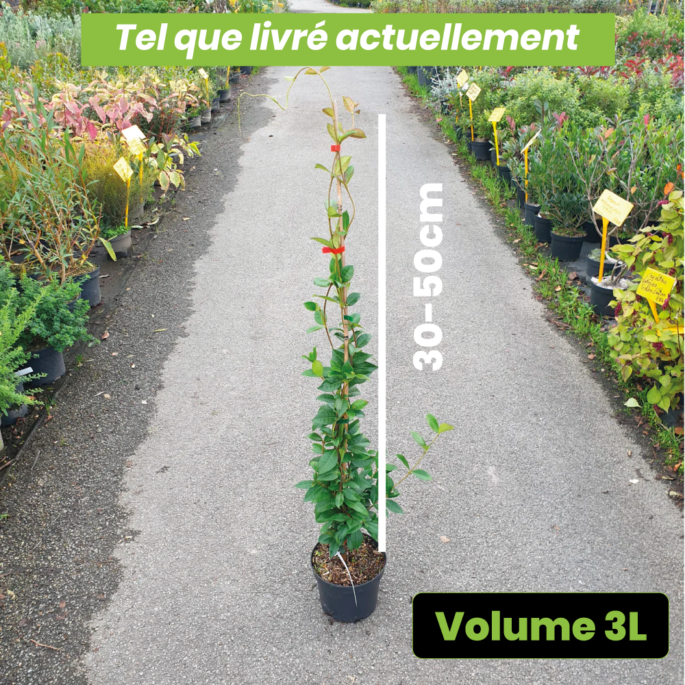 Trachelospermum jasminoides - Volume 3L / 30-50cm