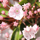 Kalmia Latifolia Ostbo Red- Laurier des montagnes rouge et rose vif