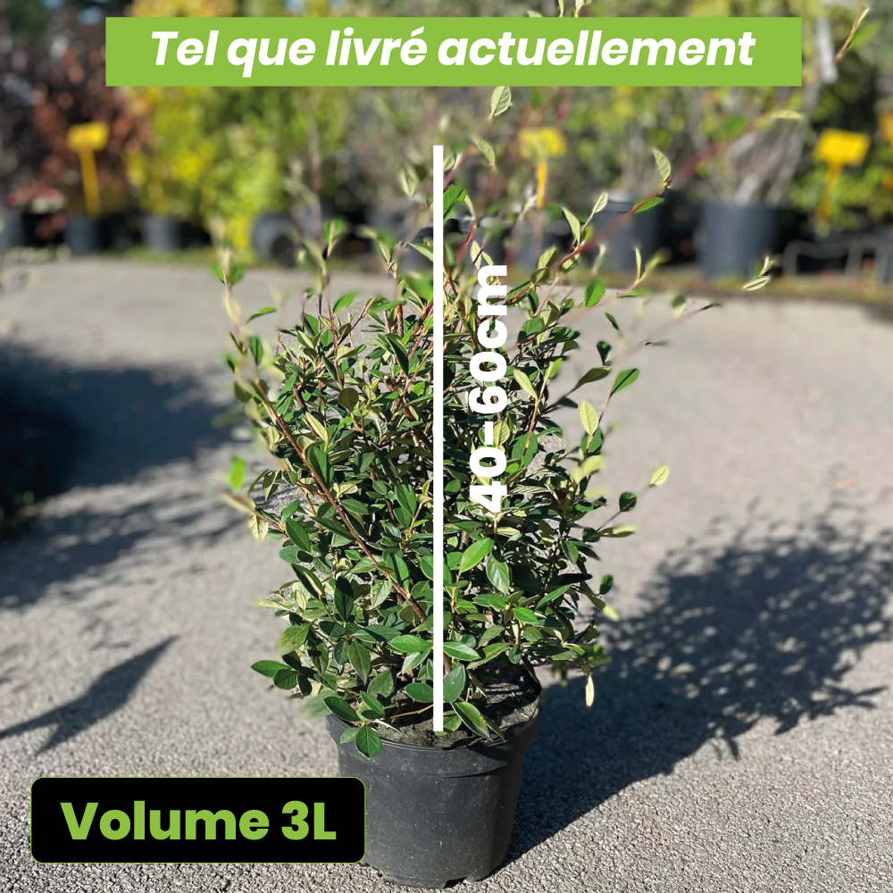 Cotoneaster lacteus - Volume 3L / 40-60cm