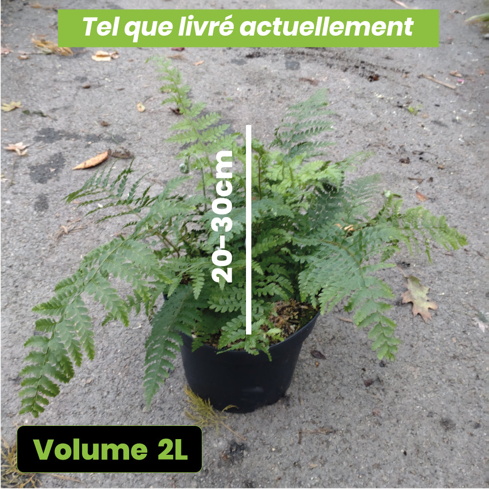 Fougère Polystichum Setiferum plumosum Densum - Volume 3L / 20-30cm