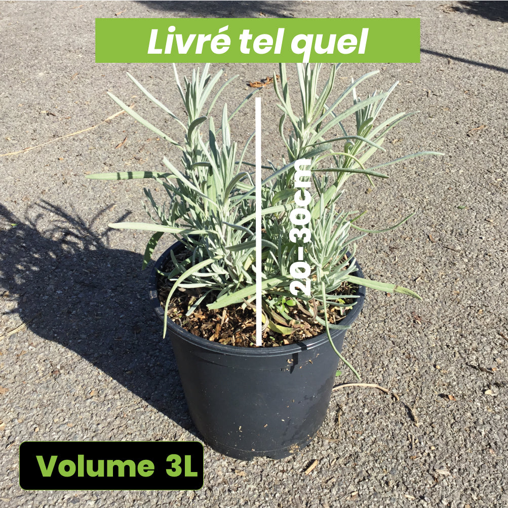 Lavandula Vera - Volume 3L / 20-30cm