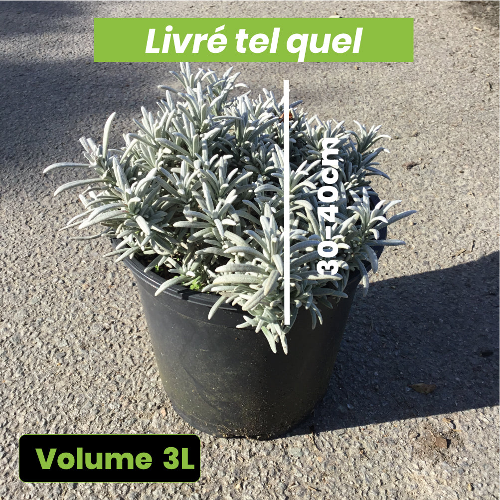 Lavandula Richard Grey - Volume 3L / 30-40cm