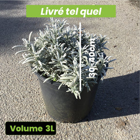 Lavandula Richard Grey