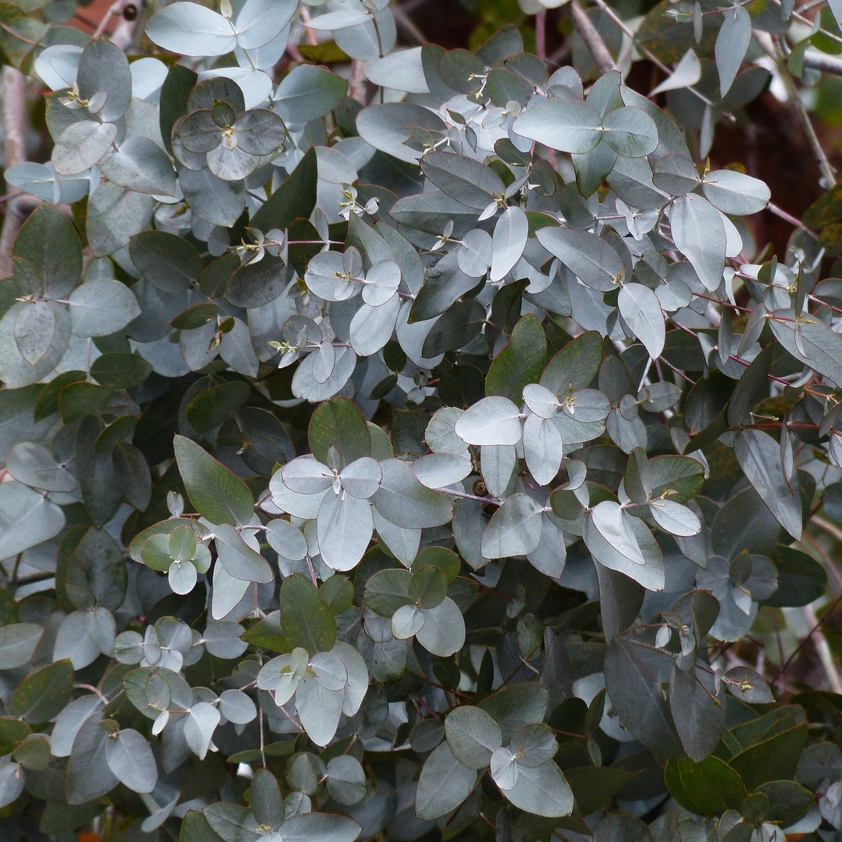 Eucalyptus Baby Blue - Gommier argenté
