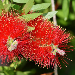 Callistemon Masotti Mini Red