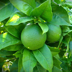Citrus Latifolia Tahiti - Citron Vert