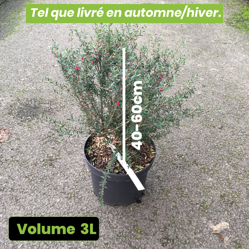 Leptospermum Scoparium Winter Cheer - Volume 3L / 40-60cm