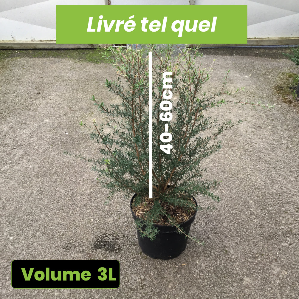 Leptospermum Scoparium Snow Flurry - Volume 3L / 40-60cm