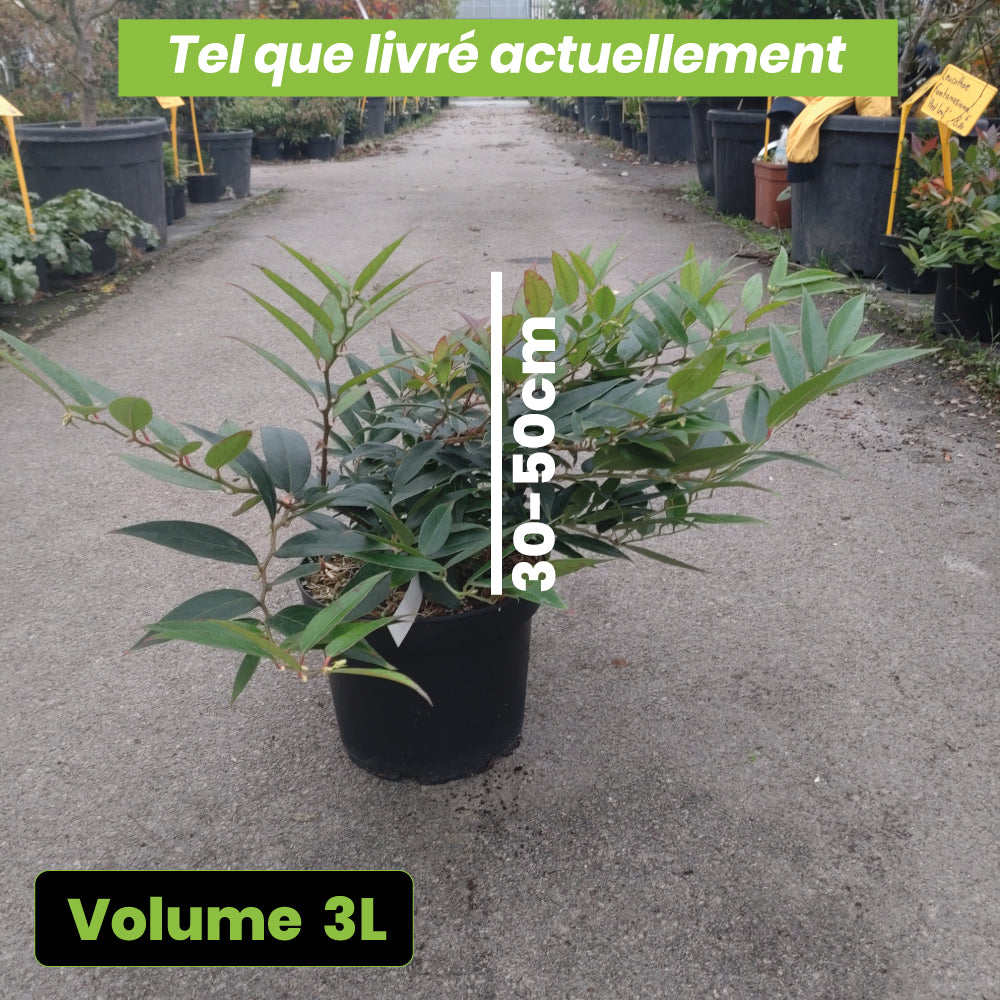 Leucothoe Fantanesiana Royal Ruby - Volume 3L / 30-50cm