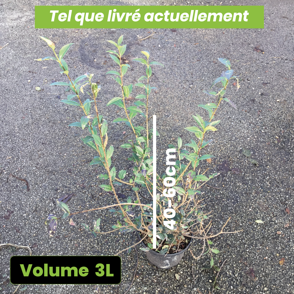 Ligustrum Vulgare - Troène commun - Volume 3L / 40-60cm