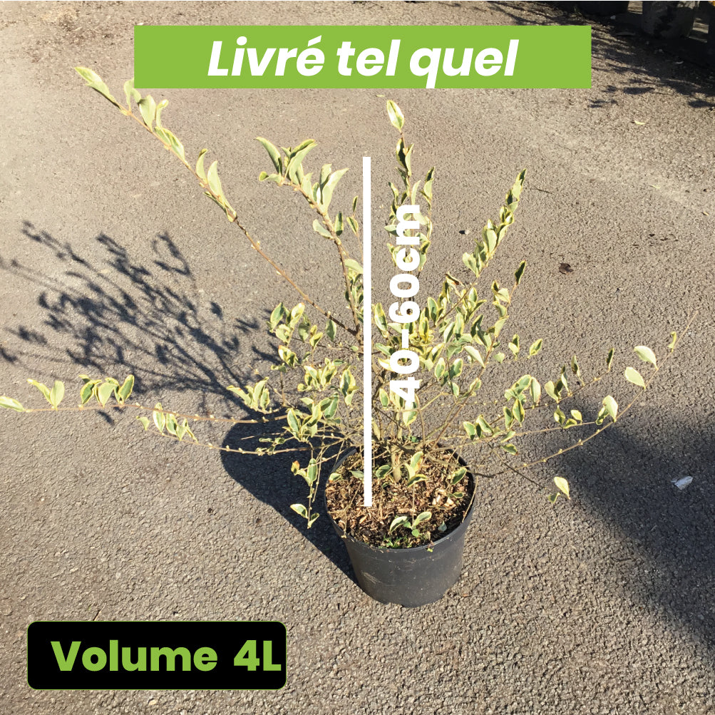 Ligustrum Ibota Musli Muster - Volume 4L / 40-60cm