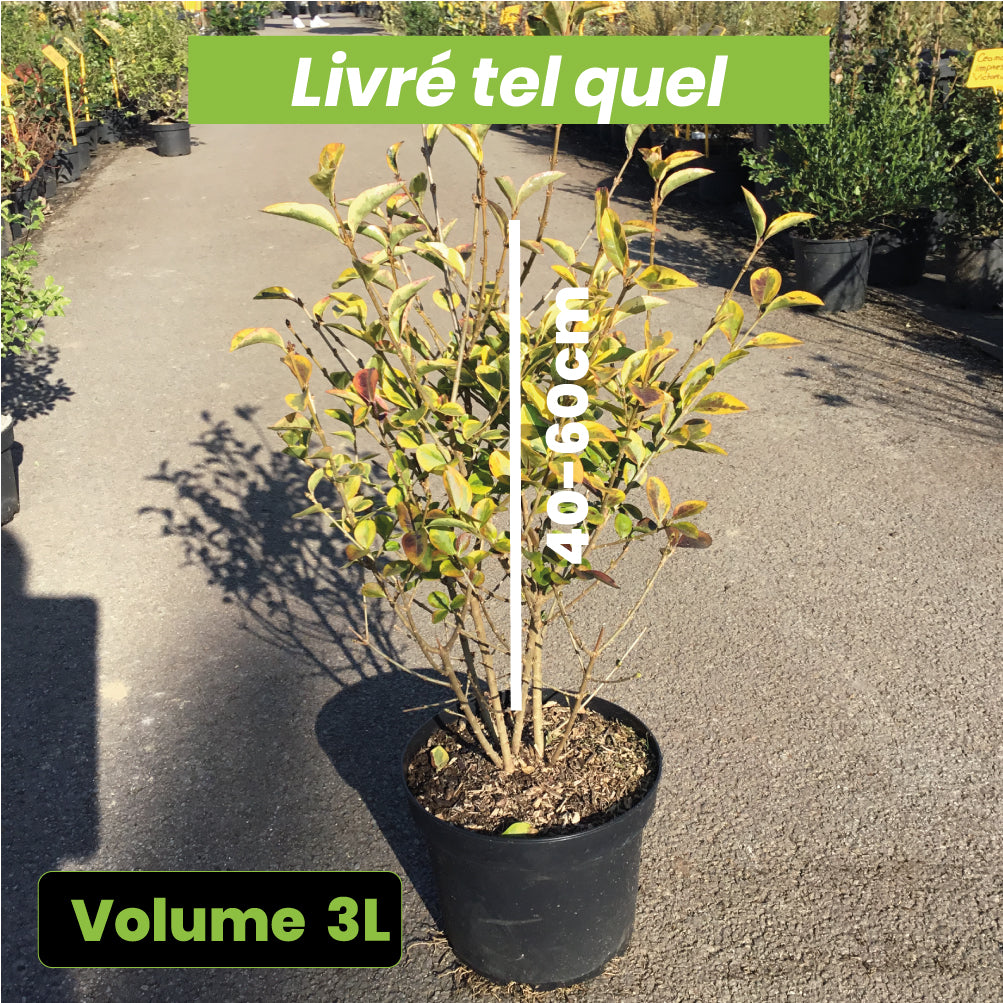 Ligustrum Ovalifolium Aureum - Troène doré - Volume 3L / 40-60cm