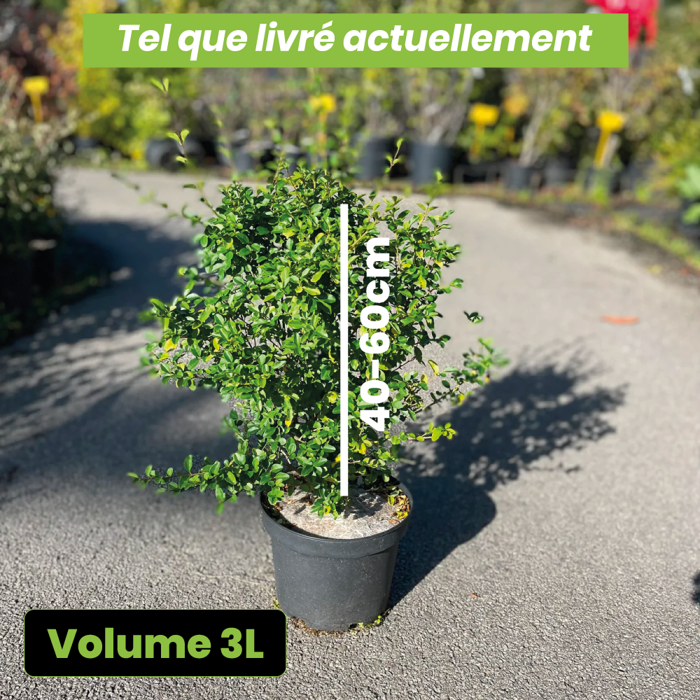 Ligustrum sinensis blanche - Volume 3L / 40-60cm